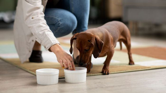 Какие продукты категорически нельзя давать домашним животным: могут серьезно навредить им