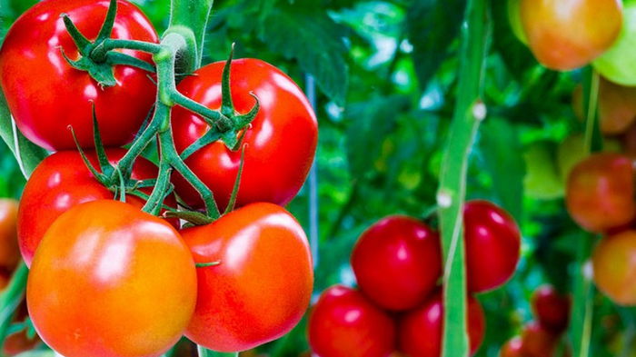 Как продлить жизнь томатам и собрать отличный урожай