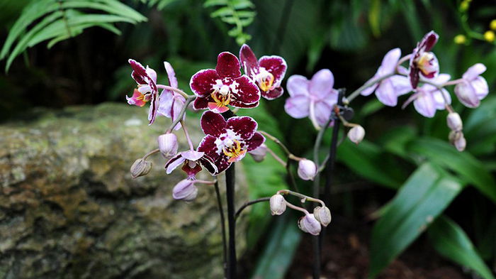 Почему не цветет орхидея — дельные советы цветоводов