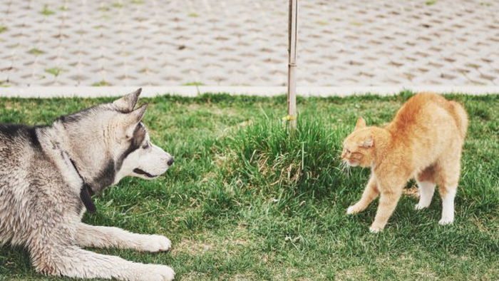 Можно ли собак кормить кошачьим кормом: ветеринар рассказала о последствиях