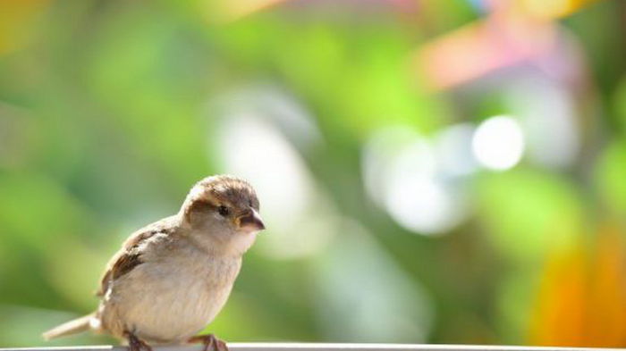 Что делать, если птица стучит в окно: значение и народные поверья