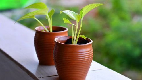 Выращиваем комнатные растения из семян: пышные вазоны вам гаранти...
