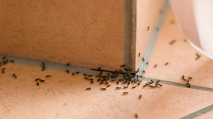 Как избавиться от мелких муравьев в доме: 5 проверенных вариантов