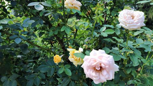 Чем подкормить розы на зиму: рецепты удобрений для крепкого здоровья цветов