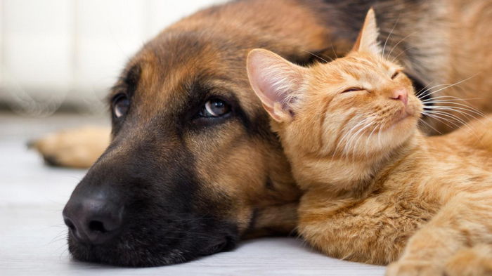 Как в домашних условиях удалить клеща у собаки или кота: безопасные советы