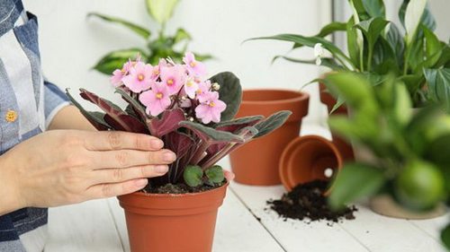 Цветок одиночества: почему нельзя выращивать дома фиалки