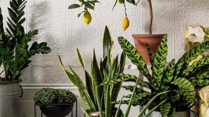 Опасные растения: какие лучше не выращивать в доме?