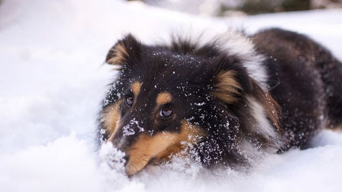 Что важно сделать домашним животным зимой: это поможет легче пережить морозы