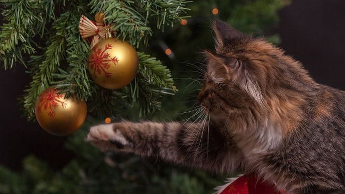 Как уберечь новогоднюю елку, если в доме живет кот: самые простые советы