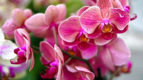 Орхидея будет ломаться от цветоносов: секрет пышного цветения красавицы