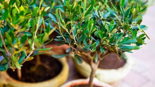 Выращиваем оливковое дерево на подоконнике: простая инструкция