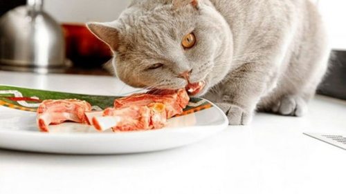 Как отучить кота лазить по столам: 6 проверенных гуманных способов