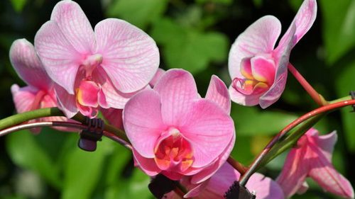 Народные способы подкормки орхидей, которые заставят растение мощно расти и цвести