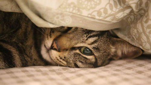 Почему кошки утром лезут в лицо? Все проще, чем мы думаем