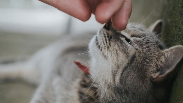 Почему кота нельзя кормить с рук? Ответ вас удивит