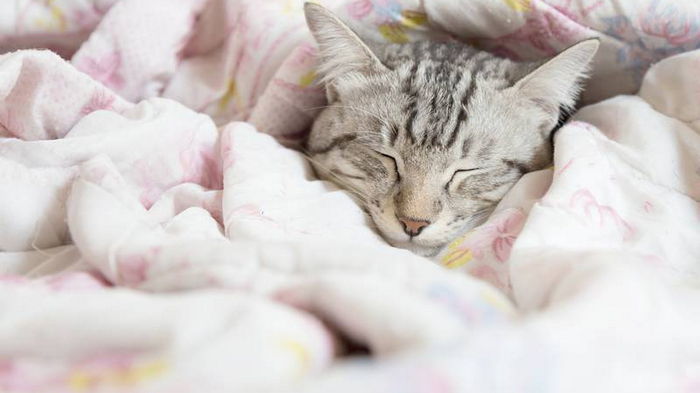 Почему спать с котом или собакой — это плохая идея: об этом вы могли не знать