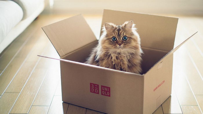Вместо тысячи игрушек: почему кошки любят коробки и пакеты
