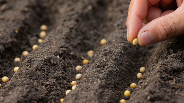 Как выбрать семена на рассаду, чтобы получить богатый урожай