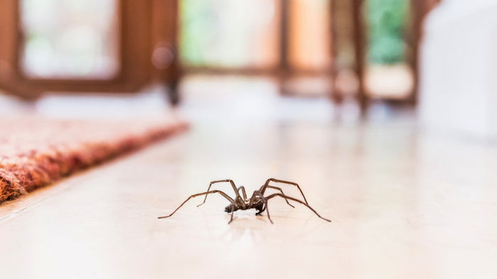 Последствия будут страшными: почему нельзя убивать пауков в доме верующим