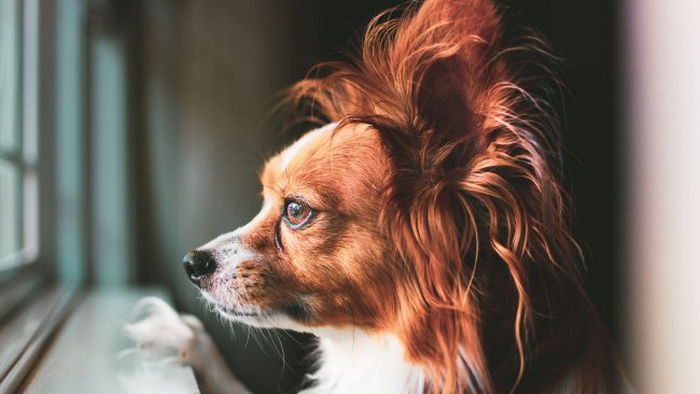Эти 10 пород собак считаются самыми умными в мире