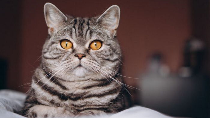 Почему коты седеют и на какие проблемы со здоровьем это может указывать: объяснение