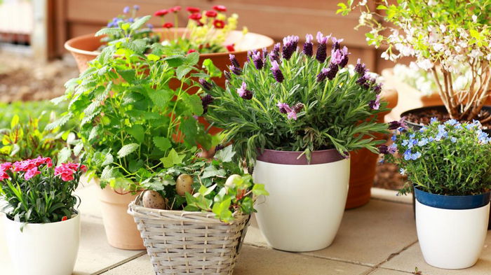Чем поливать домашние цветы, чтобы они цвели: вам поможет копеечное средство