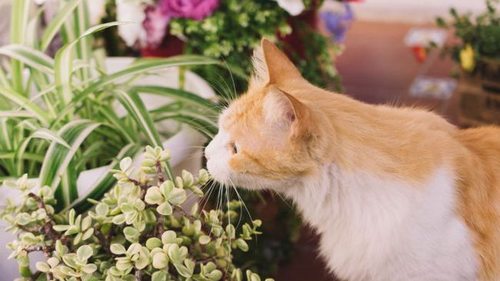 Вот что поможет эффективно защитить комнатные растения от кошек и собак