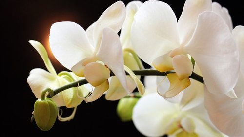 Какая орхидея самая простая в уходе, пышно цветет и не более