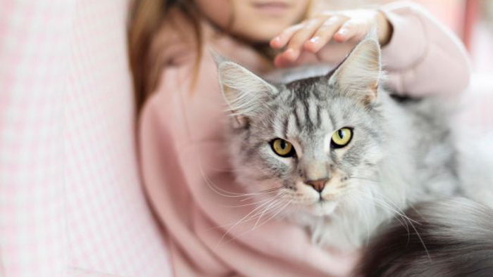 Врач рассказала, почему возникает аллергия на кошек и можно ли ее вылечить
