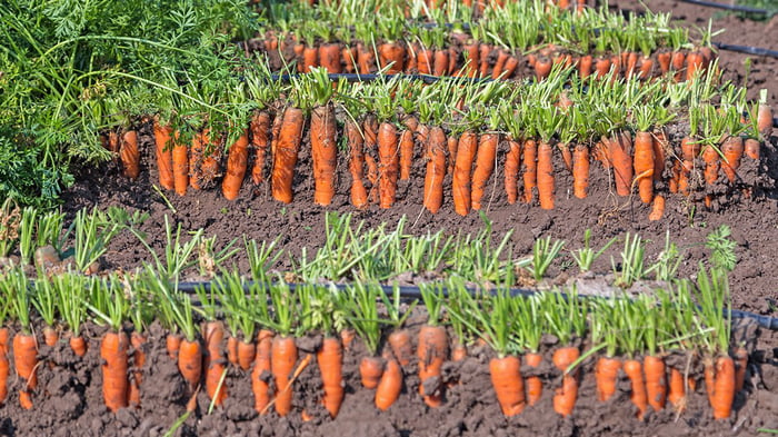 Эффективные способы посадки моркви