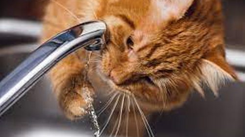 Питьевой режим кота