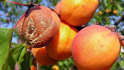 Монилиоз фруктовых деревьев: чем обработать сад, чтобы урожай не сгнил