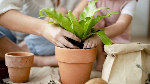 Это удобрение из холодильника совершит чудо с вашими комнатными растениями!