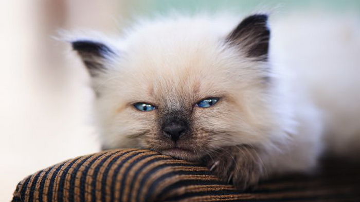 Способны ли коты плакать от грустных эмоций? Ответ вас удивит
