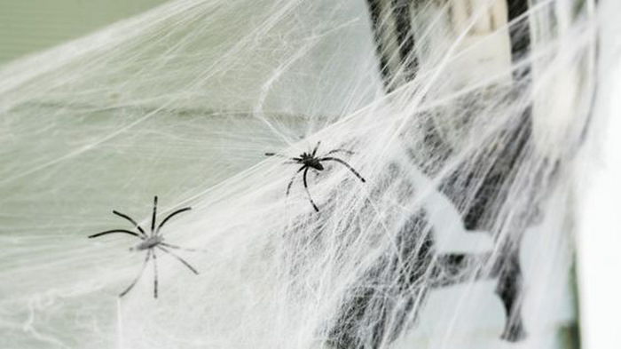 Как избавиться от пауков в доме: насекомые уйдут навсегда