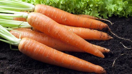 Чем поливать морковь для хорошего урожая: дачная хитрость при посадке