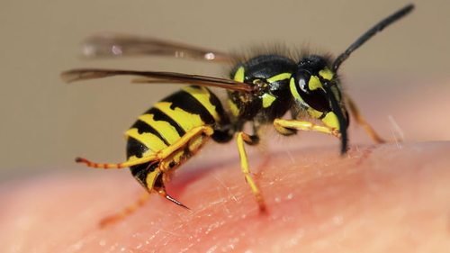 Аллергия на укус осы – симптомы и лечение