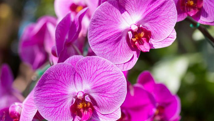 Сделайте это с орхидеей в апреле, и она отблагодарит роскошным цветением