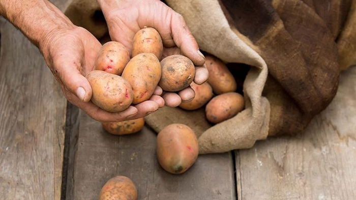 Главные ошибки при посадке картофеля: они могут оставить вас без хорошего урожая