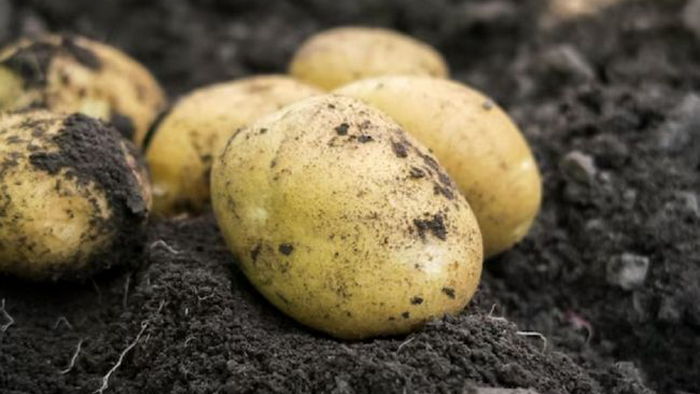 Какой картофель выбрать для посадки, чтобы гарантированно получить богатый урожай
