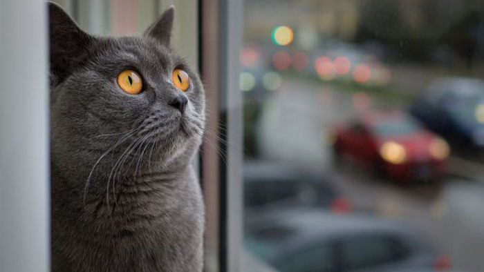 Вот почему коты «сходят с ума», когда смотрят в окно