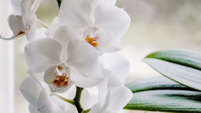 Никаких удобрений или химикатов: что нужно для обильного цветения орхидеи