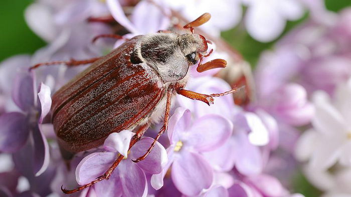 Как избавиться от майского жука и его личинок: железобетонные методы