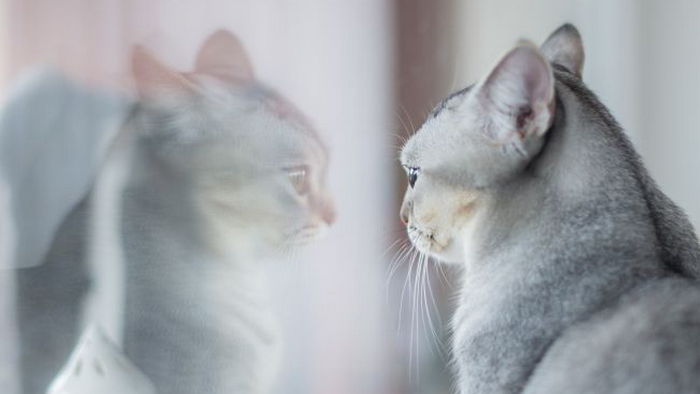 Вот что кошки видят, когда смотрят в зеркало. Ответ вас удивит