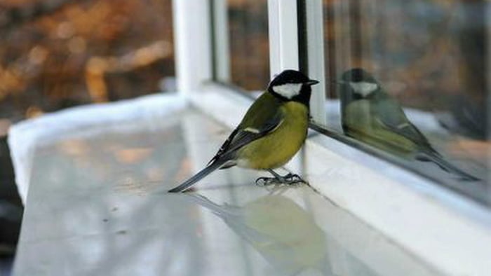 К чему стучится птица в окно?