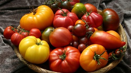 Подкормка томатов после пикировки: секрет огромного урожая