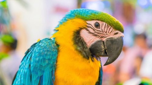 Как очень быстро научить попугая разговаривать: простые лайфхаки