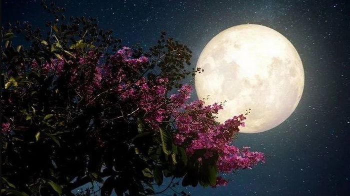 Цветочная Луна: что готовит полнолуние в мае 2023