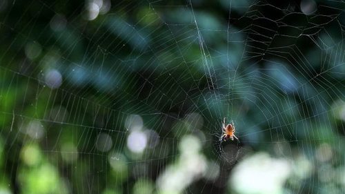 О чем предупреждают пауки в доме: самые интересные и правдивые приметы