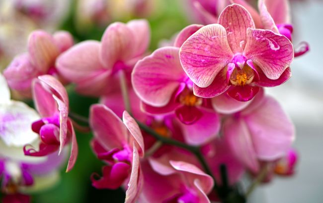 Три главных правила ухода за орхидеями, без которых они зачахнут